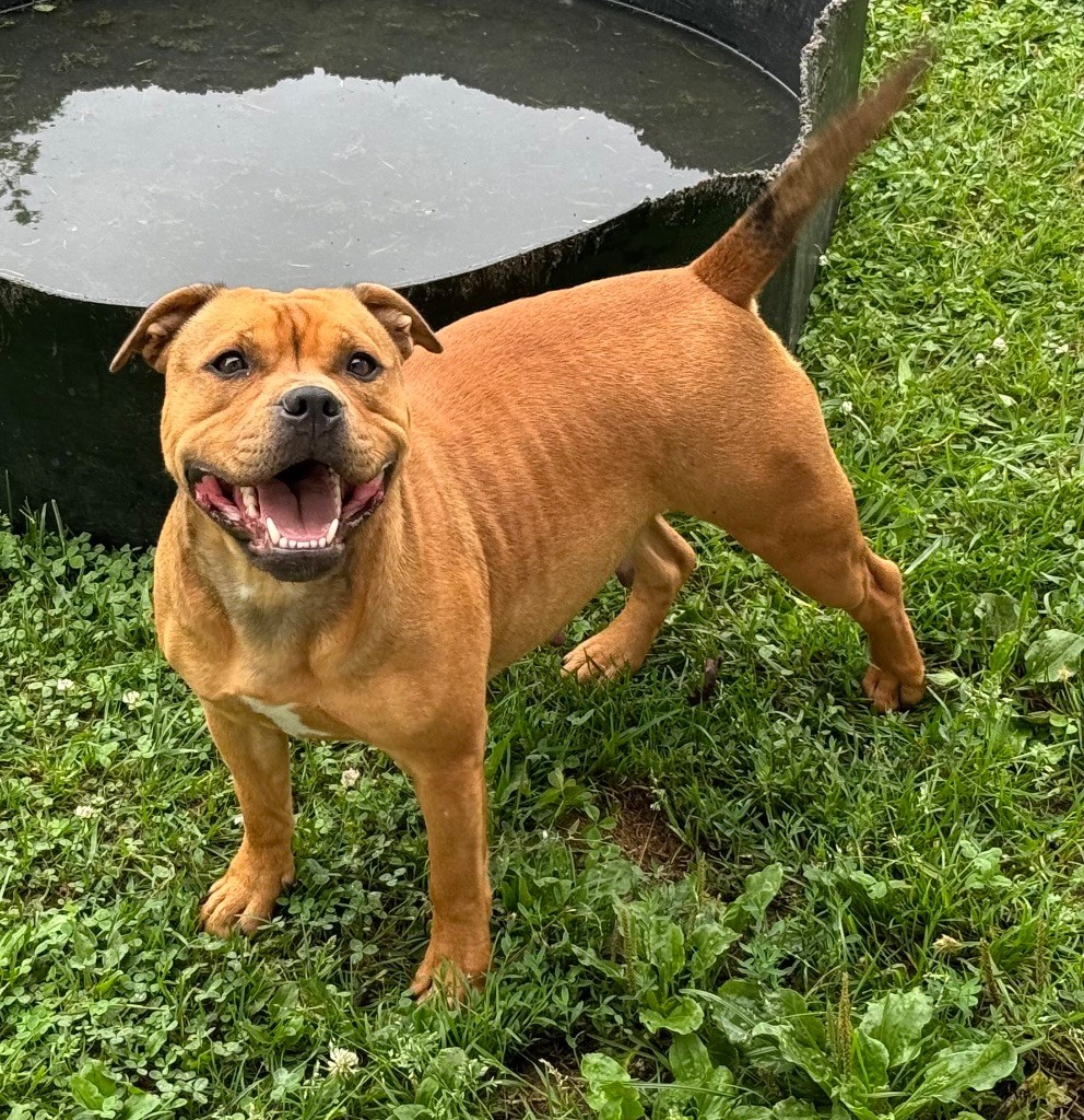 Les Staffordshire Bull Terrier de l'affixe Of Molosse Forever