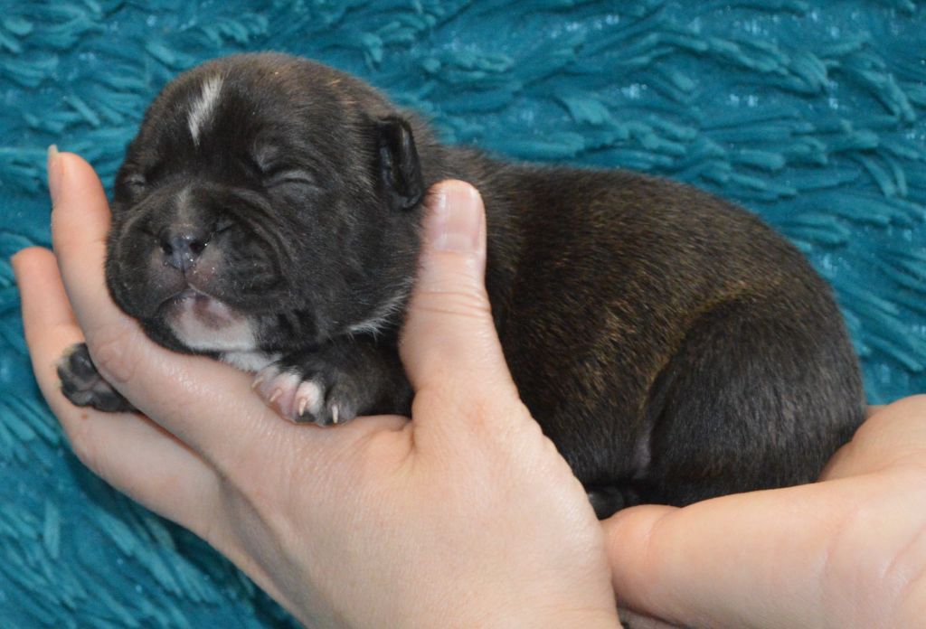 Of Molosse Forever - Chiot disponible  - Staffordshire Bull Terrier