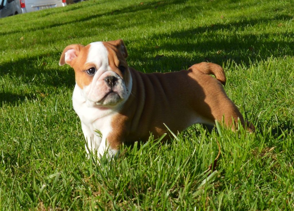 Of Molosse Forever - Chiot disponible  - Bulldog Anglais