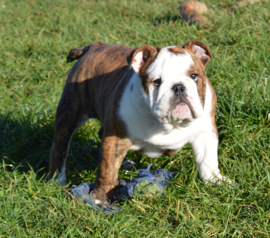 Of Molosse Forever - Chiot disponible  - Bulldog Anglais