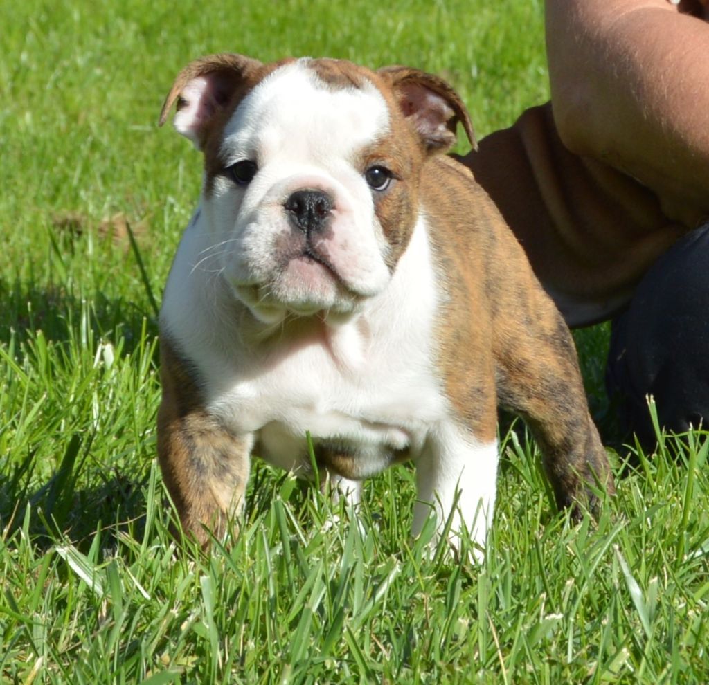 Of Molosse Forever - Chiot disponible  - Bulldog Anglais