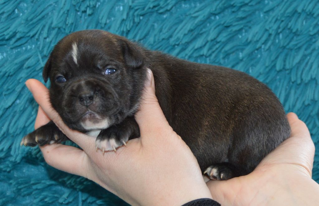 Of Molosse Forever - Chiots disponibles - Staffordshire Bull Terrier