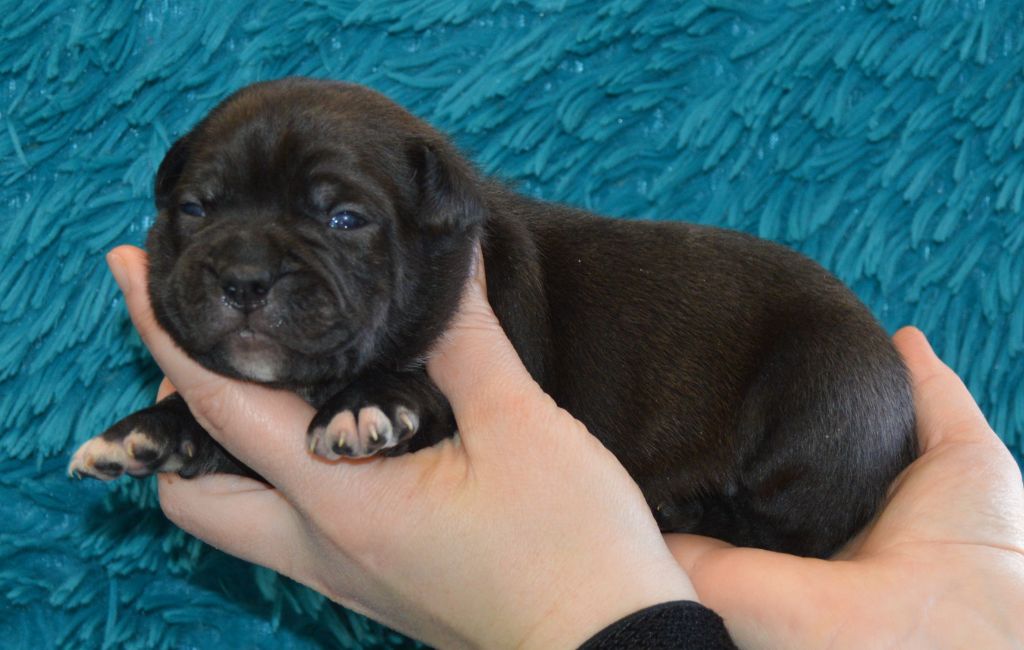 Of Molosse Forever - Chiots disponibles - Staffordshire Bull Terrier