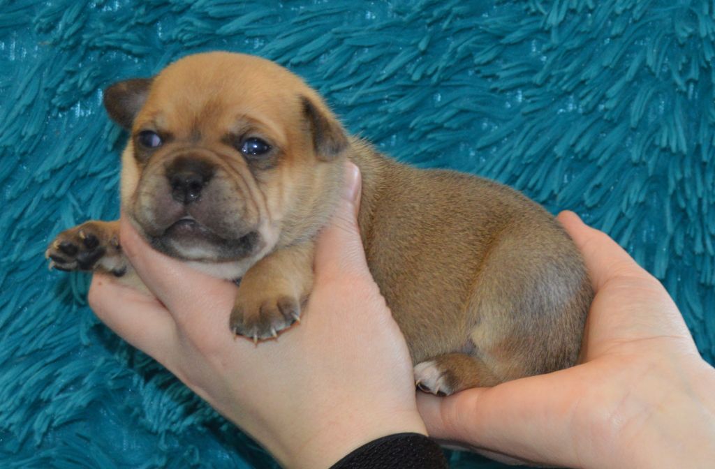 Of Molosse Forever - Chiots disponibles - Staffordshire Bull Terrier